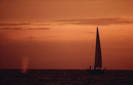 抹香鲸,喷涌,靠近,帆船,日落,斯里兰卡