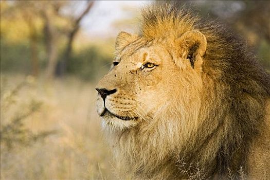 狮子,雄性,纳米比亚,非洲