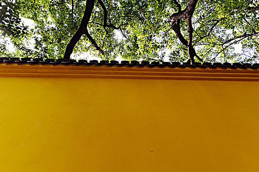 绿树寺院墙
