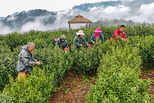 重庆酉阳,清明临近雾蒙胧