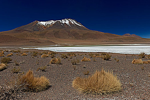 动物,安第斯山,玻利维亚