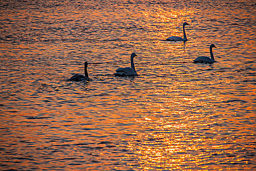 夕阳下的山东威海烟墩角海边天鹅湖