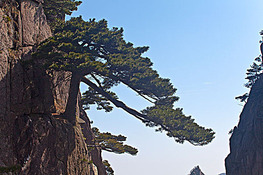 黄山,奇松,名松