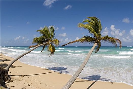 海滩,白沙,椰树,椰,蓬塔卡纳,多米尼加共和国,中美洲