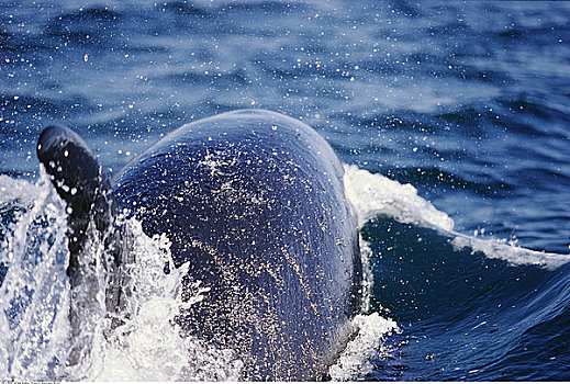 逆戟鲸,鲸跃,表面,海湾群岛,不列颠哥伦比亚省,加拿大