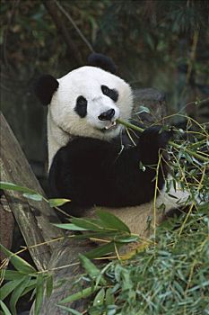 大熊猫,肖像,幼兽,熊猫,亚洲