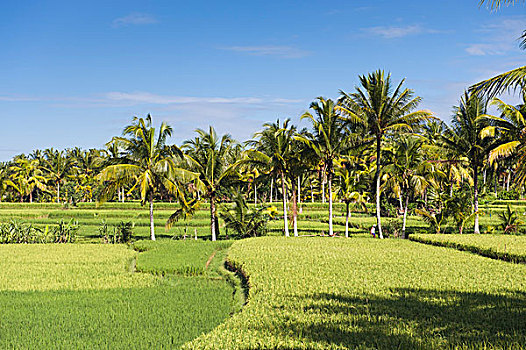 稻田,椰树,乌布,巴厘岛,印度尼西亚,亚洲