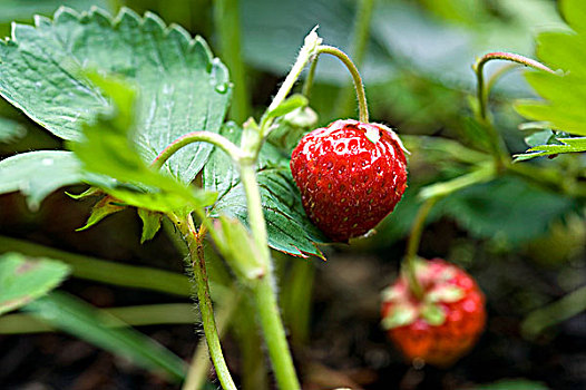 新鲜,草莓,植物