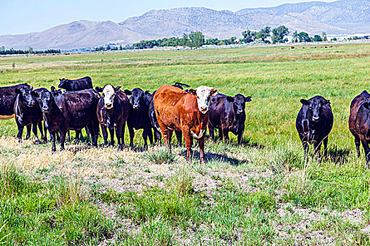群,母牛,放牧,草地