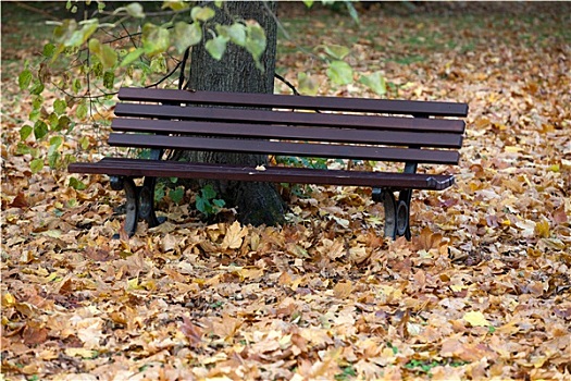 空,长椅,公园,秋天