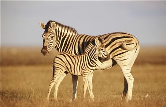 斑马,埃托沙国家公园,纳米比亚