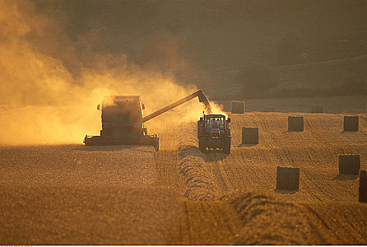 农机,收获,小麦