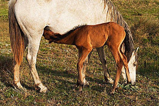 小马,喝牛奶,母亲,安达卢西亚,西班牙