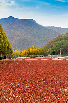 山楂片,山楂饼