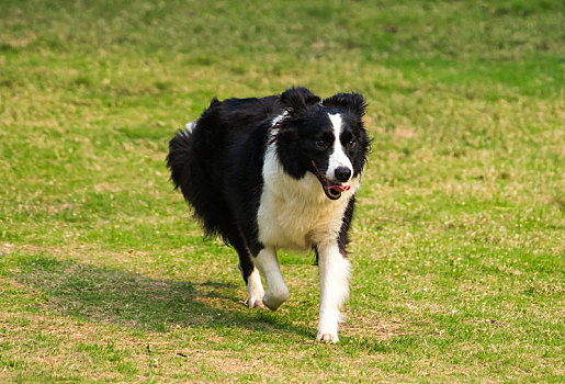 草地上奔跑的边牧犬