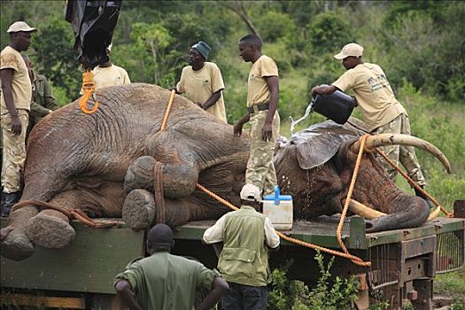 非洲象,雄性动物,查沃,大象,肯尼亚