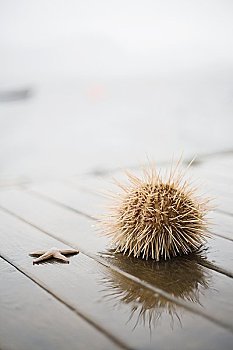 海星,海胆,码头