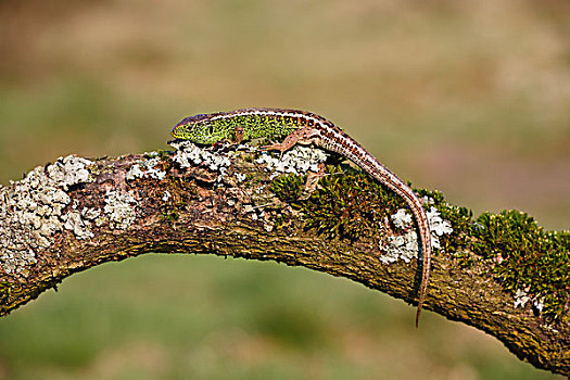 捷蜥蜴,雄性,苔藓,枝条,梅克伦堡前波莫瑞州,德国,欧洲