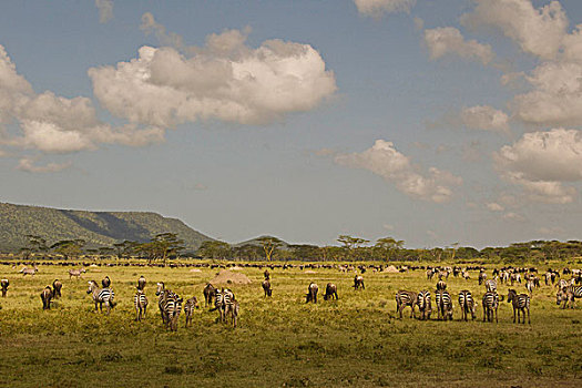 非洲,坦桑尼亚,塞伦盖蒂国家公园,牧群,迁徙,靠近,斑马,放牧
