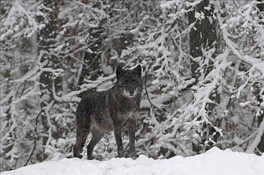 加拿大,大灰狼,狼,冬天