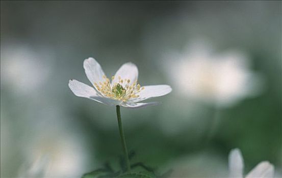 白头翁,北莱茵威斯特伐利亚,德国,银莲花属