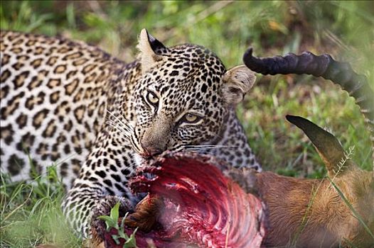 肯尼亚,纳罗克地区,马赛马拉,豹,黑斑羚,羚羊,杀,马赛马拉国家保护区