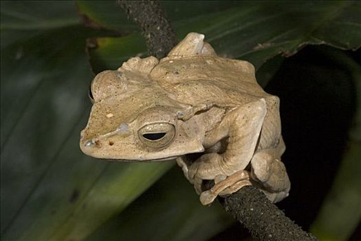 青蛙,印度尼西亚