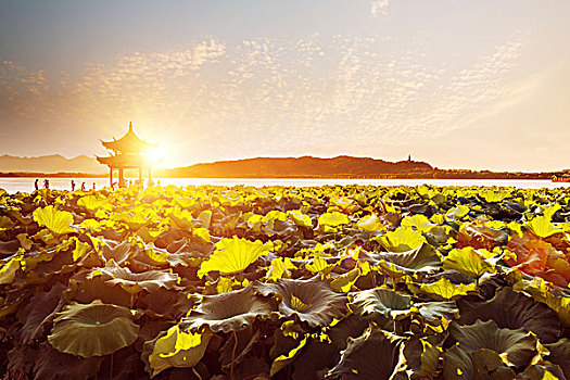 风景,西湖,日落,杭州