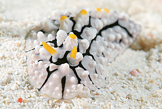 蛞蝓属,保和省,海洋,菲律宾,亚洲