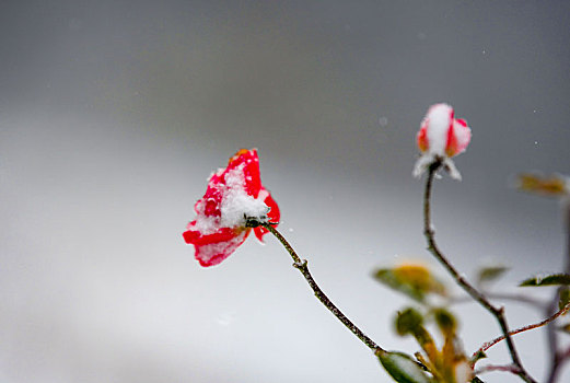 重庆酉阳,雪中月季花娇艳