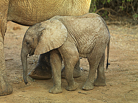 母亲,大象