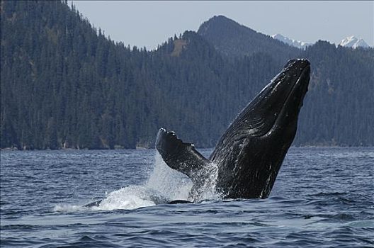 驼背鲸,大翅鲸属,鲸鱼,鲸跃,脆弱,东南阿拉斯加