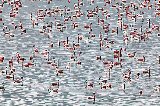 小红鹳,生物群,湖,肯尼亚
