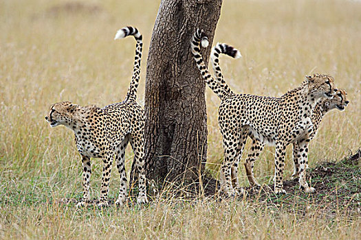 印度豹,猎豹,标记,树,马赛马拉国家保护区,肯尼亚