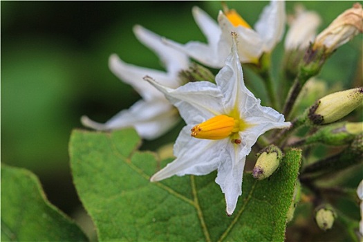 花,茄子