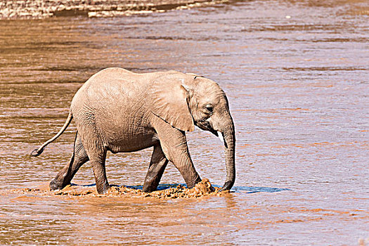 非洲象,幼兽,穿过,河,萨布鲁国家公园,肯尼亚,非洲