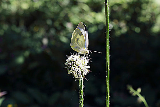 野花