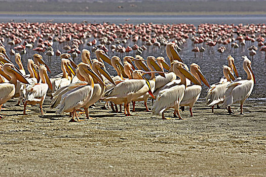 白鹈鹕,小红鹳,生物群,纳库鲁湖,肯尼亚