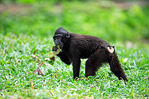 短尾猿,幼小,吃,苏拉威西岛,太平洋