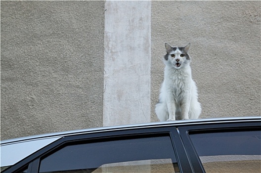 猫,汽车,屋顶