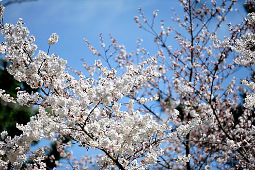 京都耐良赏樱