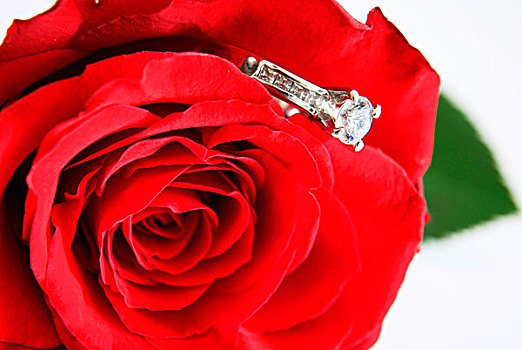 订婚戒指,红玫瑰,求婚,婚姻