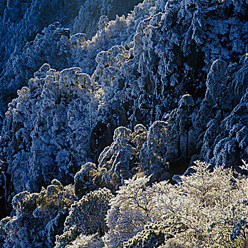 黄山狮子峰松树雪景