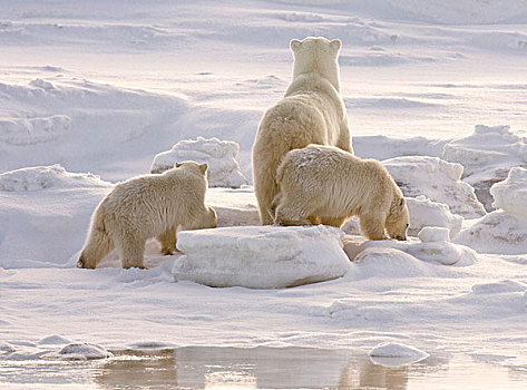 加拿大,曼尼托巴,哈得逊湾,丘吉尔市,两个,北极熊,幼兽