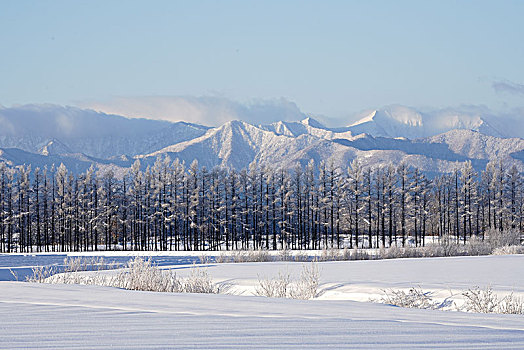 冬天,北海道,日本