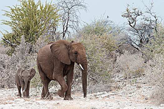 非洲,灌木,大象,非洲象,母牛,幼兽,埃托沙国家公园,纳米比亚