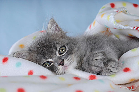 小猫,斑点,毯子