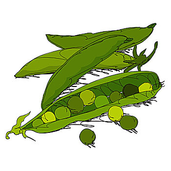 青豌豆,荚