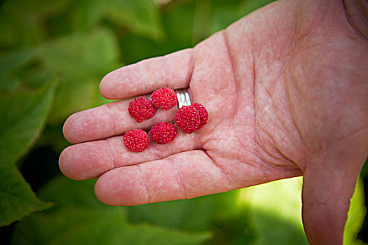 园丁,拿着,树莓,安大略省,加拿大