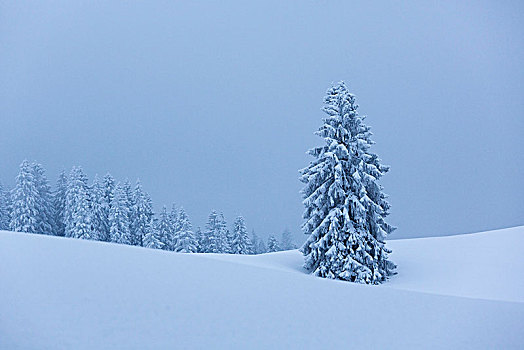 树,冬天,风景,攀登,小屋,兰格丽斯,巴伐利亚,德国